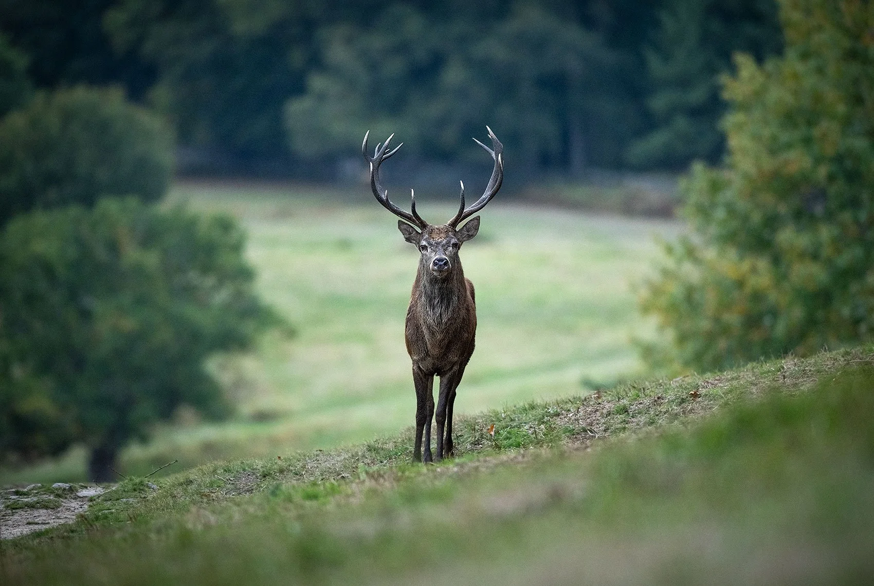 Stag-25-078-2331.jpg