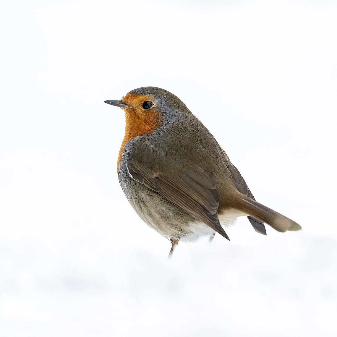 Robin in snow.