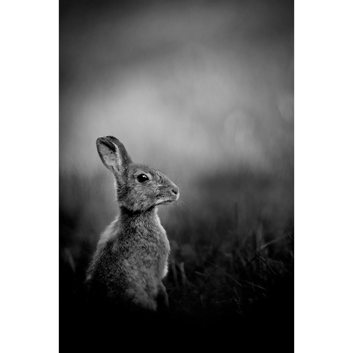 Dusk Rabbit