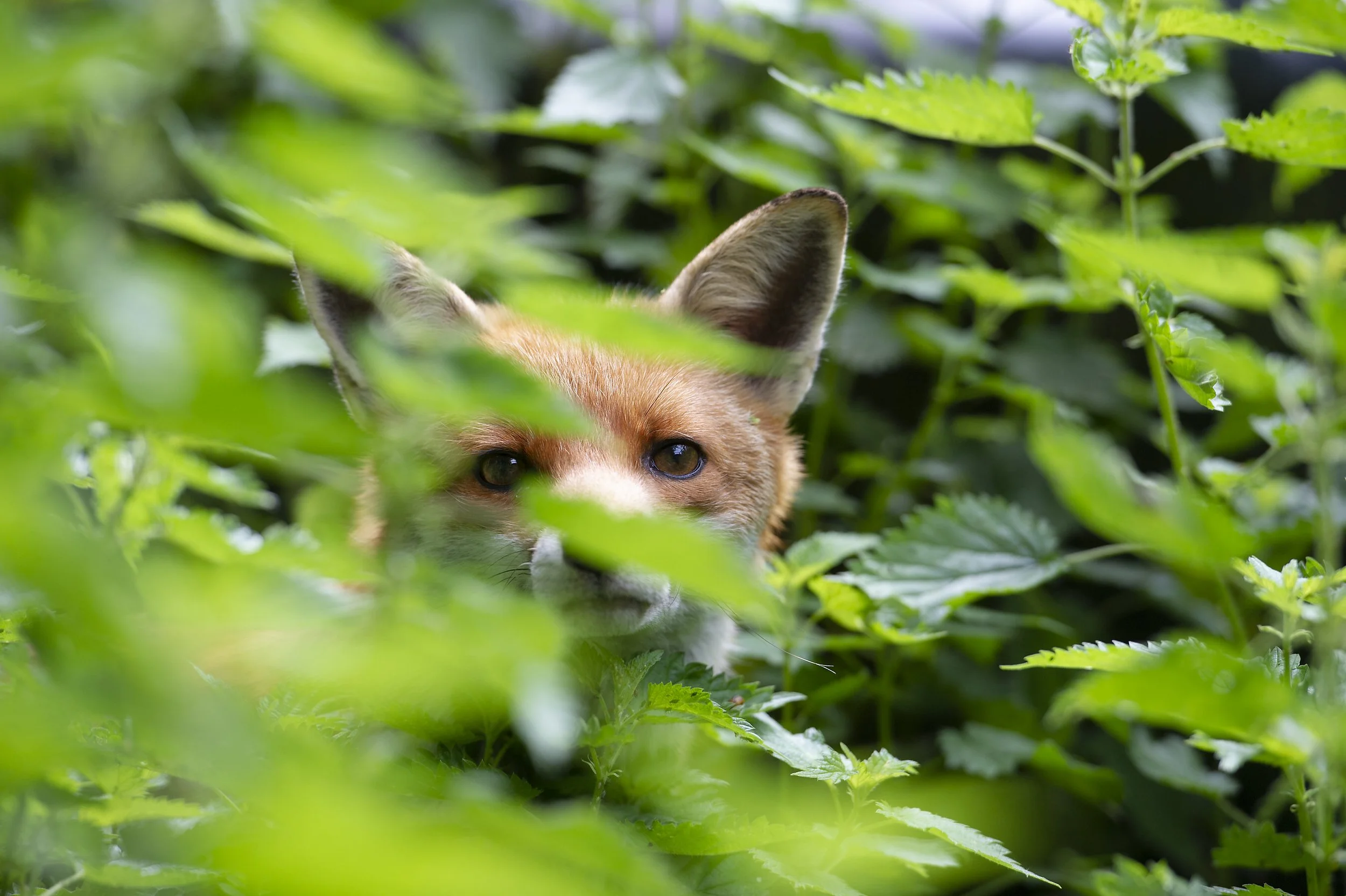 Red-Fox-20-043D-080.jpg