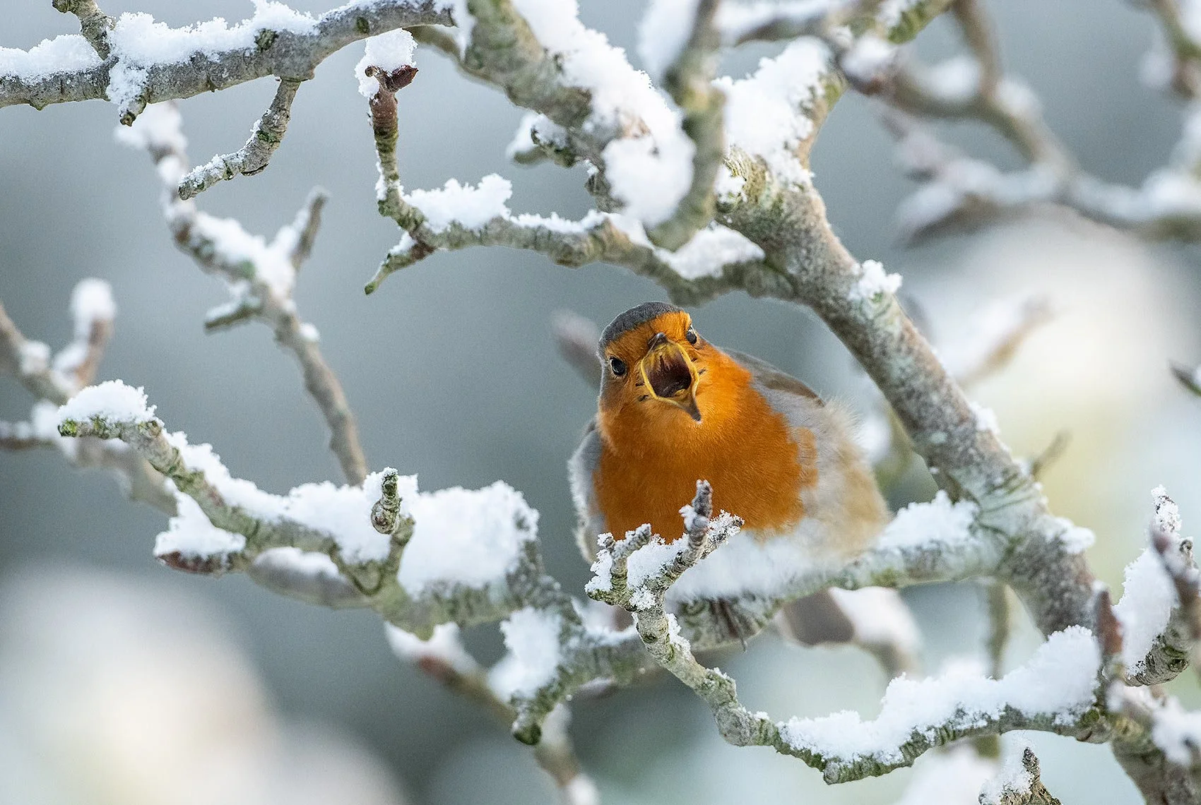 Robin-26-015-062y.jpg