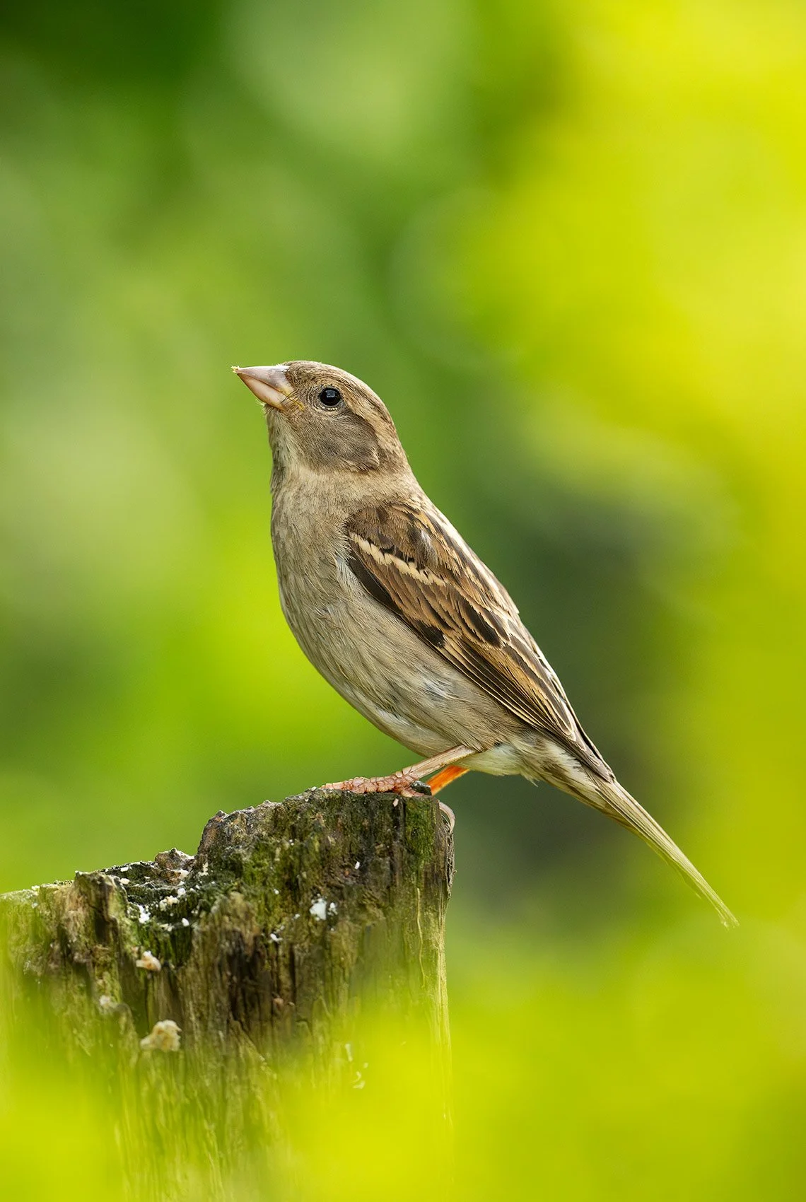 Sparrow-26-064-521.jpg