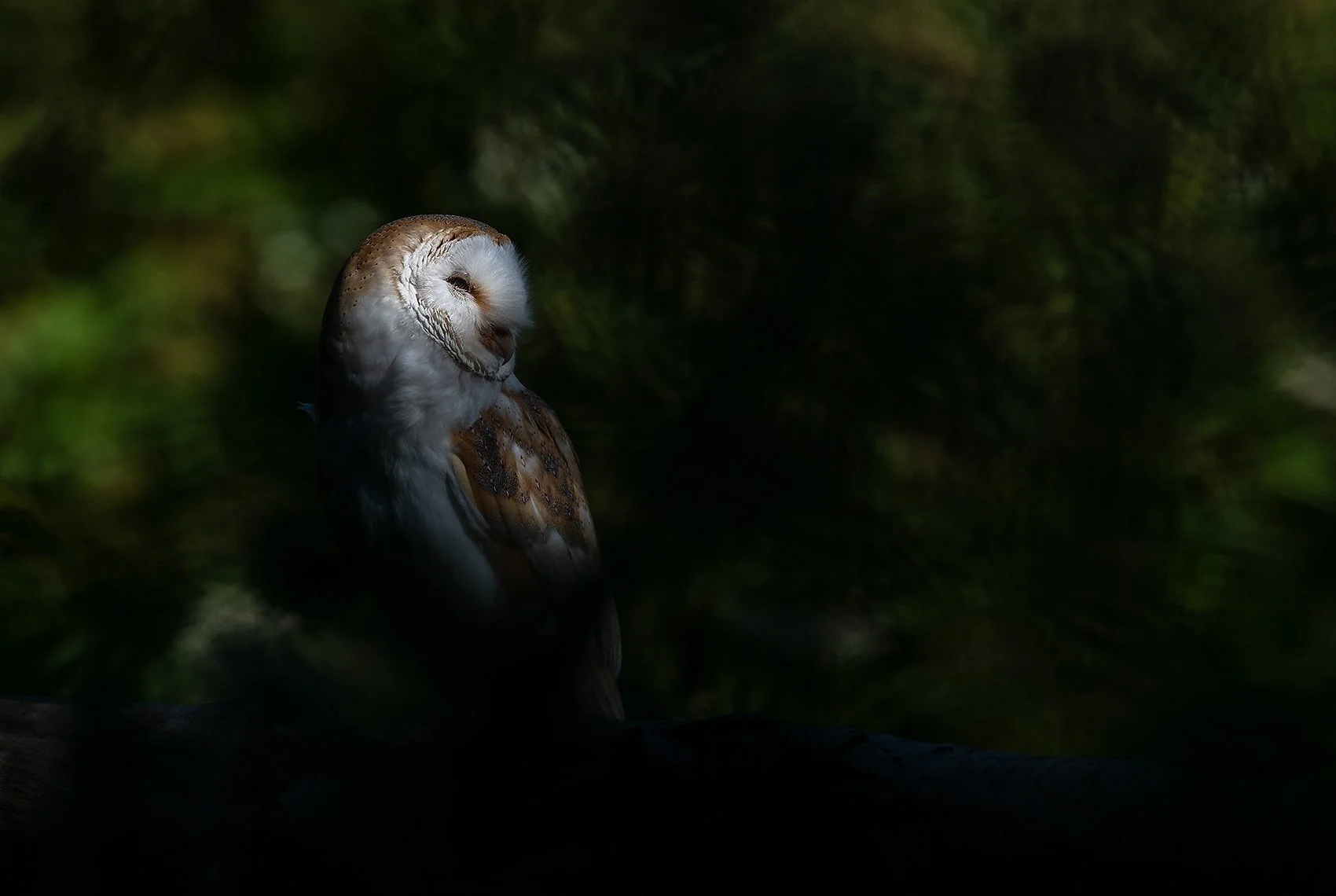 Barn owl.