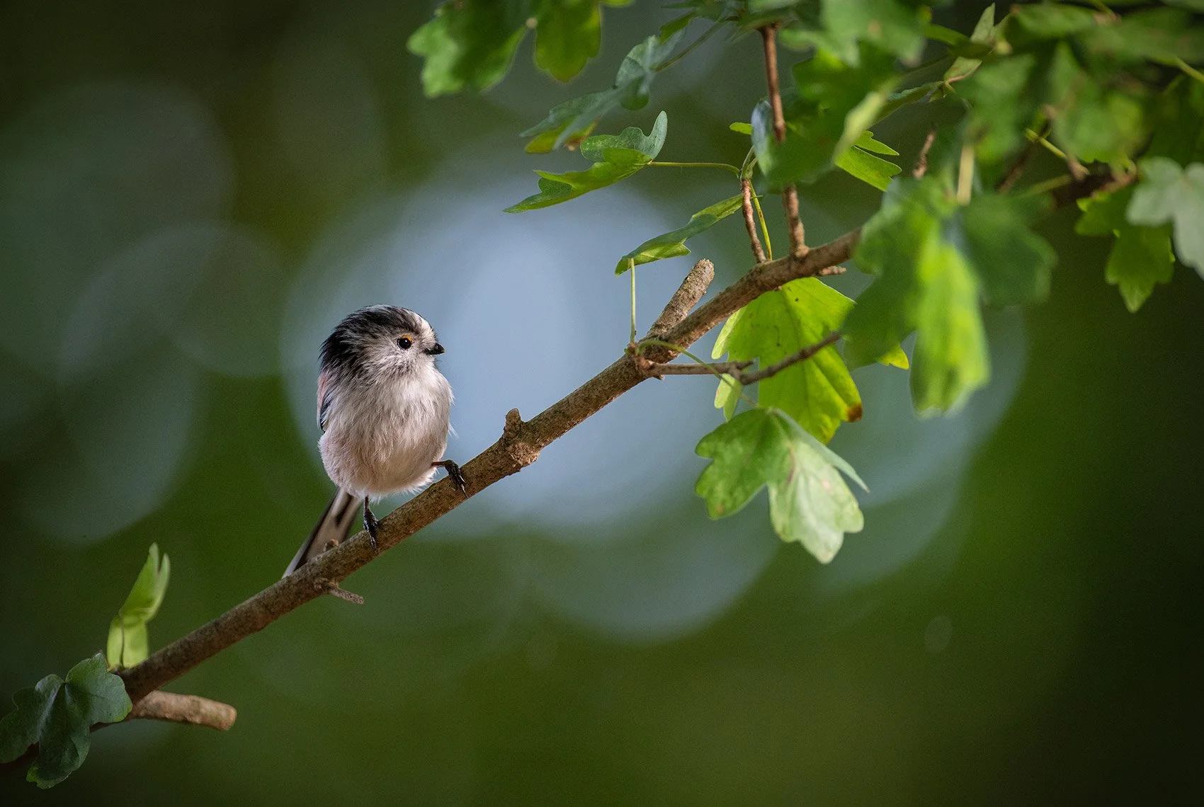 Long-Tailed-Tit-23-062-081.jpg