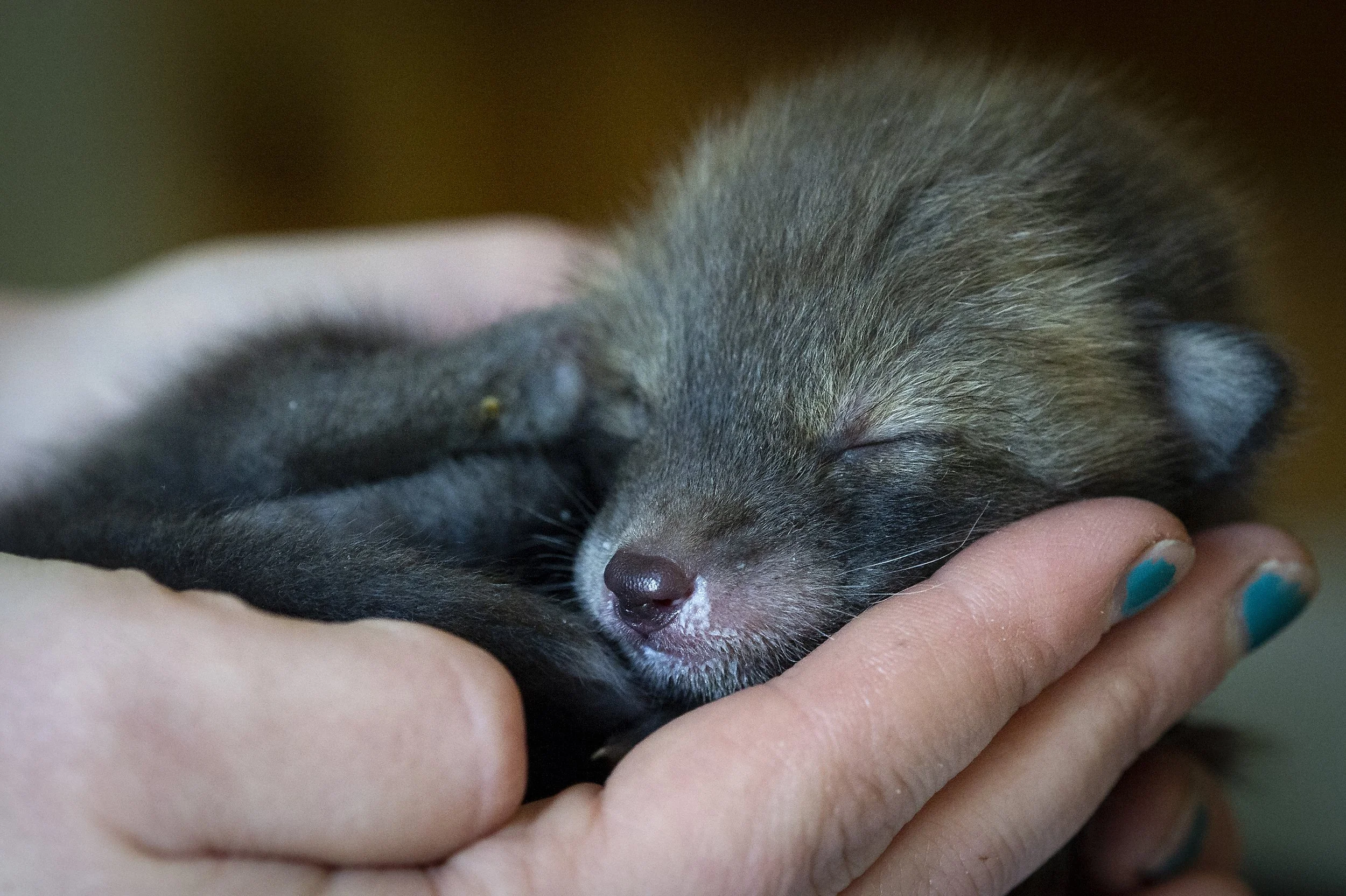 Fox-Cub-Rescued-22-016-116.jpg