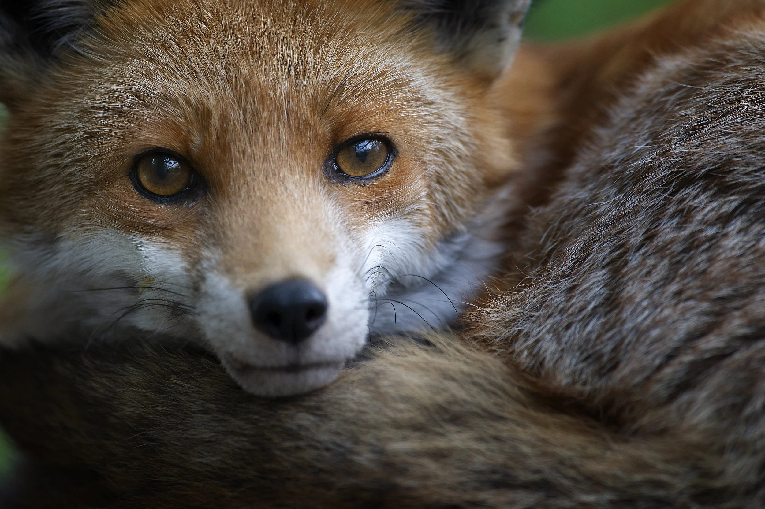 Red-Fox-21-092-039-1.jpg
