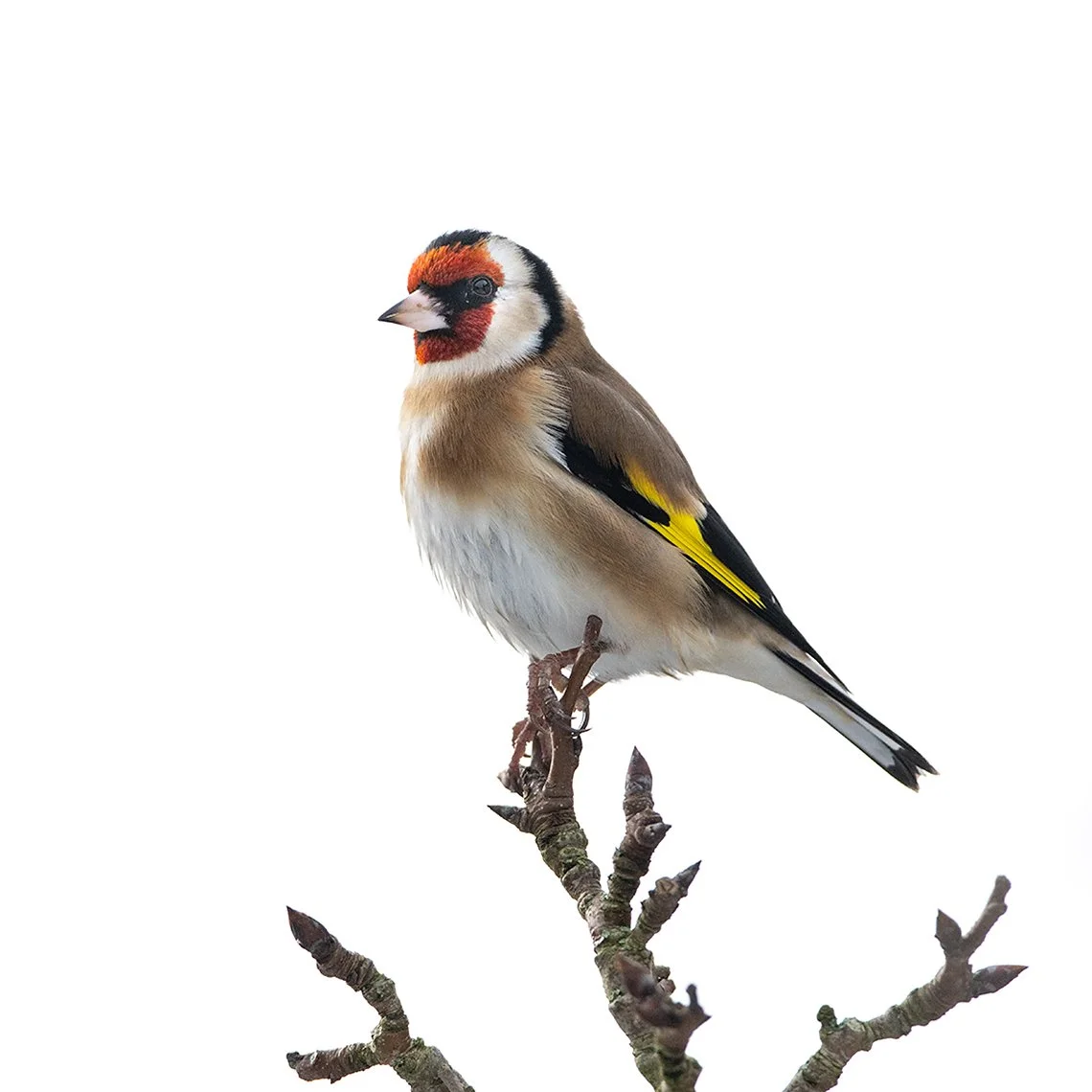 Goldfinch-26-024-006.jpg