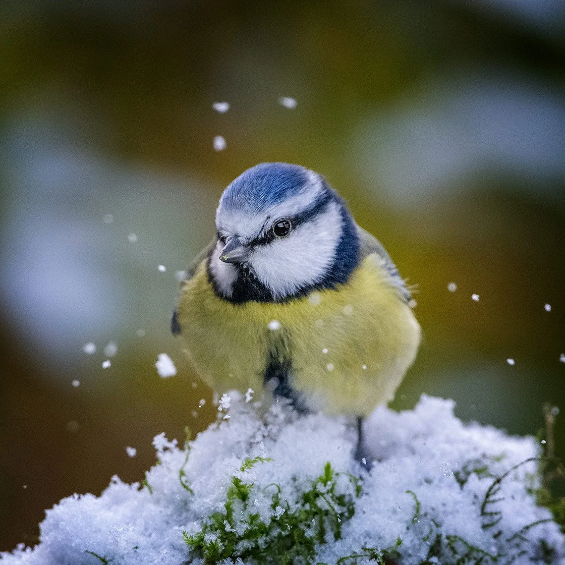 Blue-Tit-Snow-26-009-006.jpg