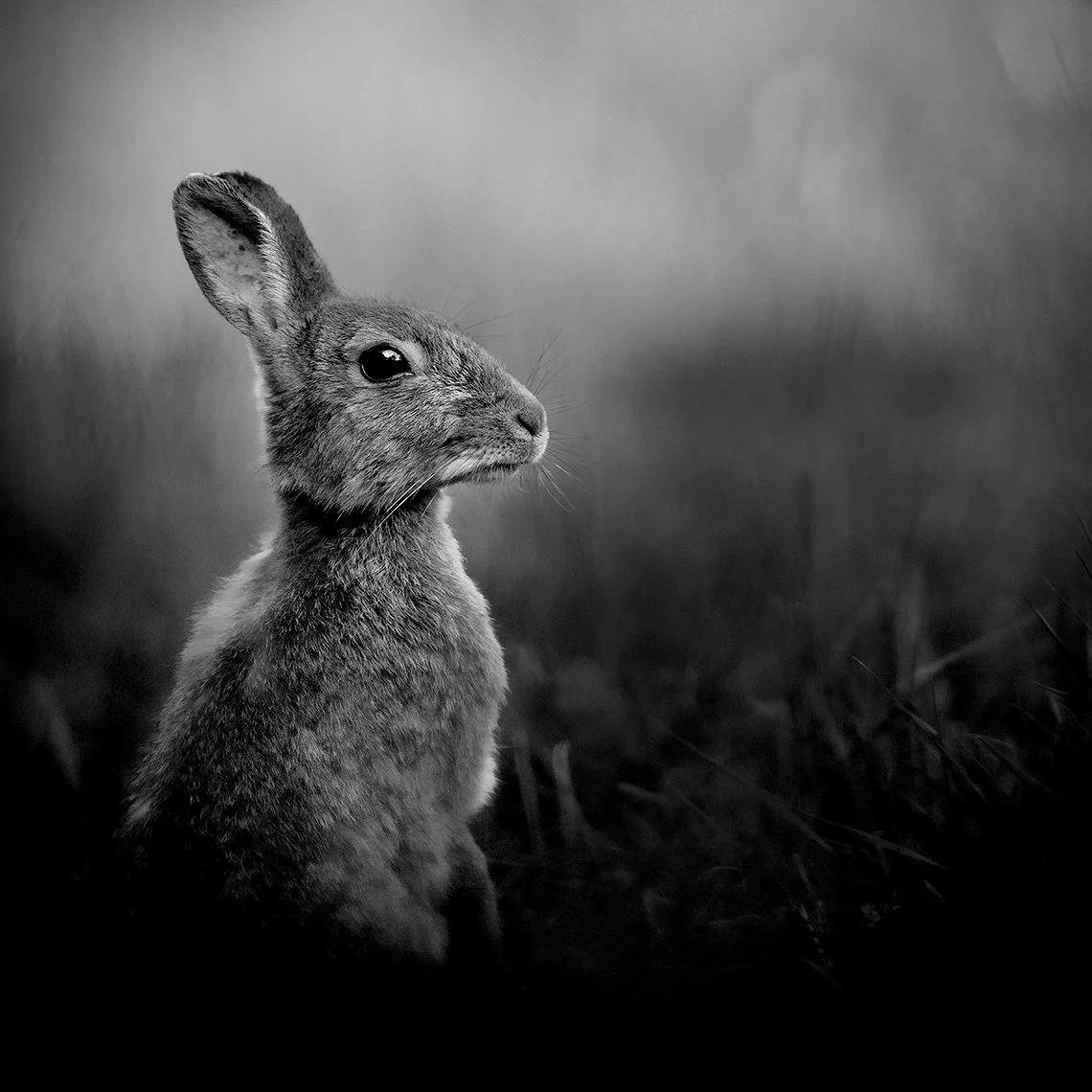 Rabbit-25-014-198.jpg