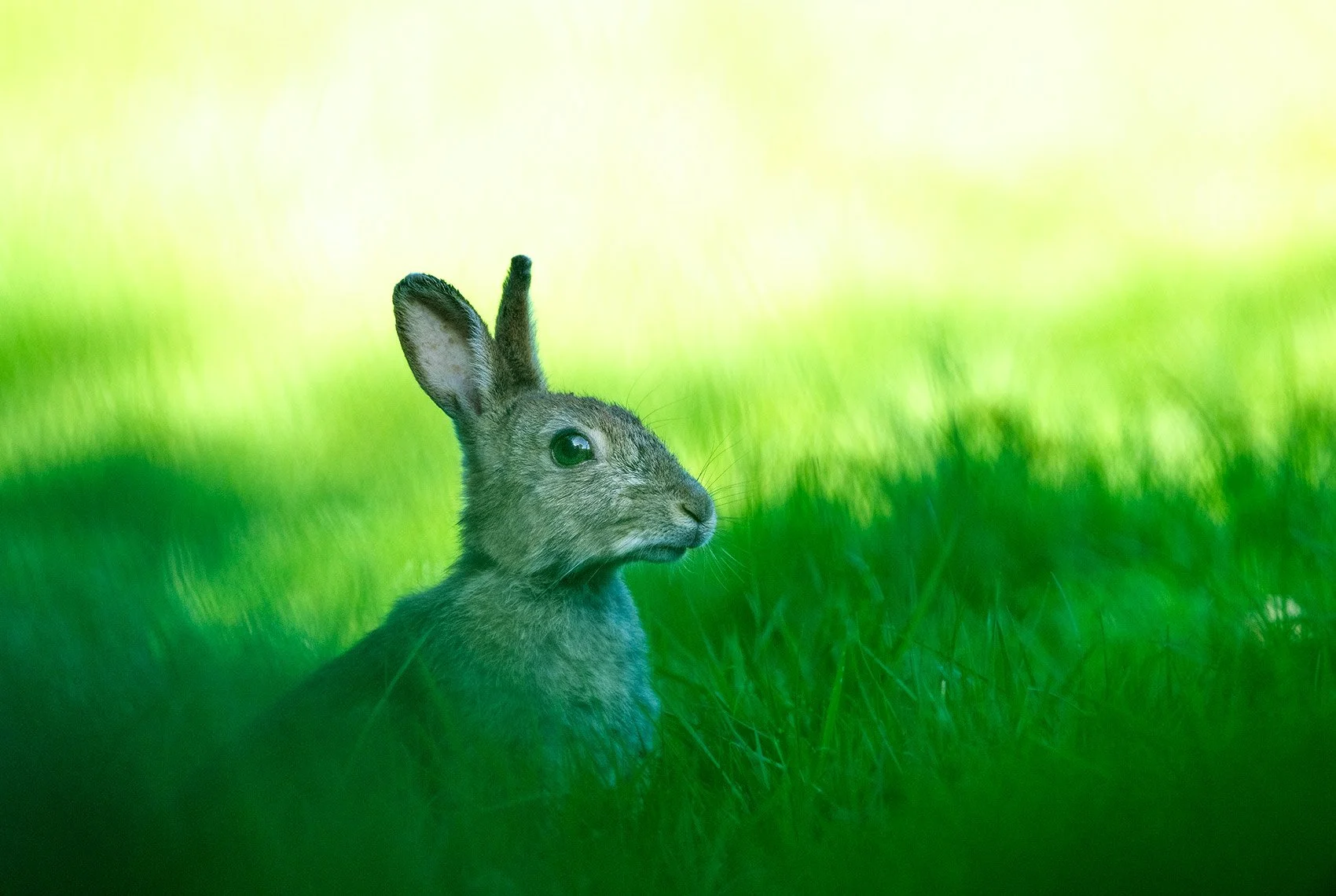 Rabbit-25-014-090.jpg