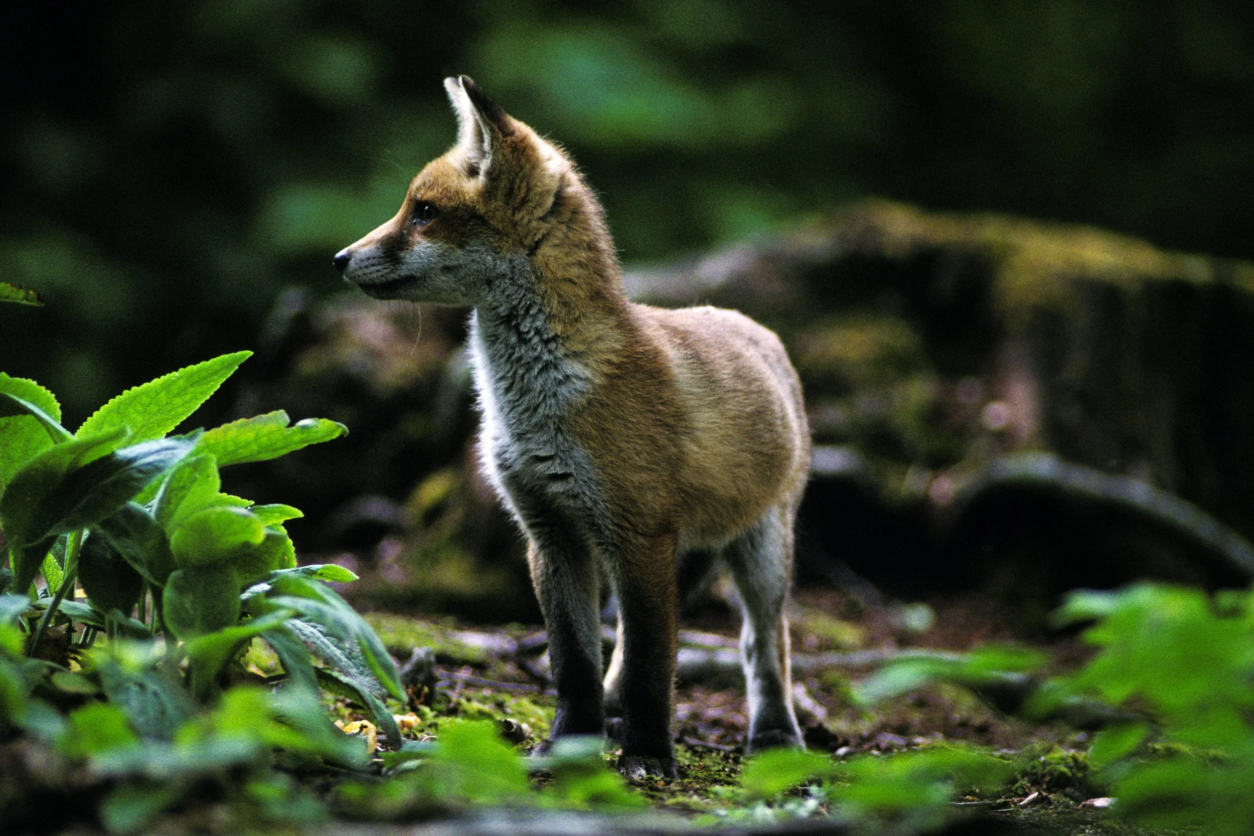 Red-Fox-Cub-99-067T01-01.JPG