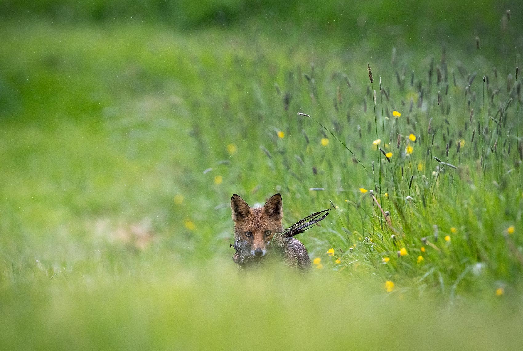Fox-Hunt-26-042-003.jpg