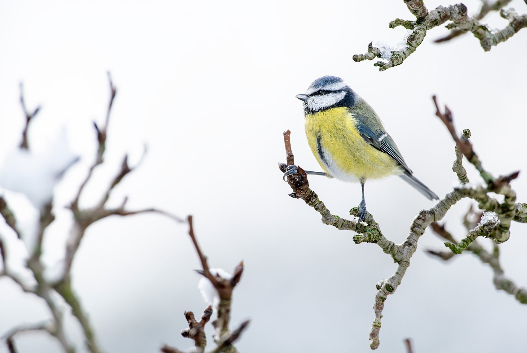 Blue-Tit-26-019-396.jpg
