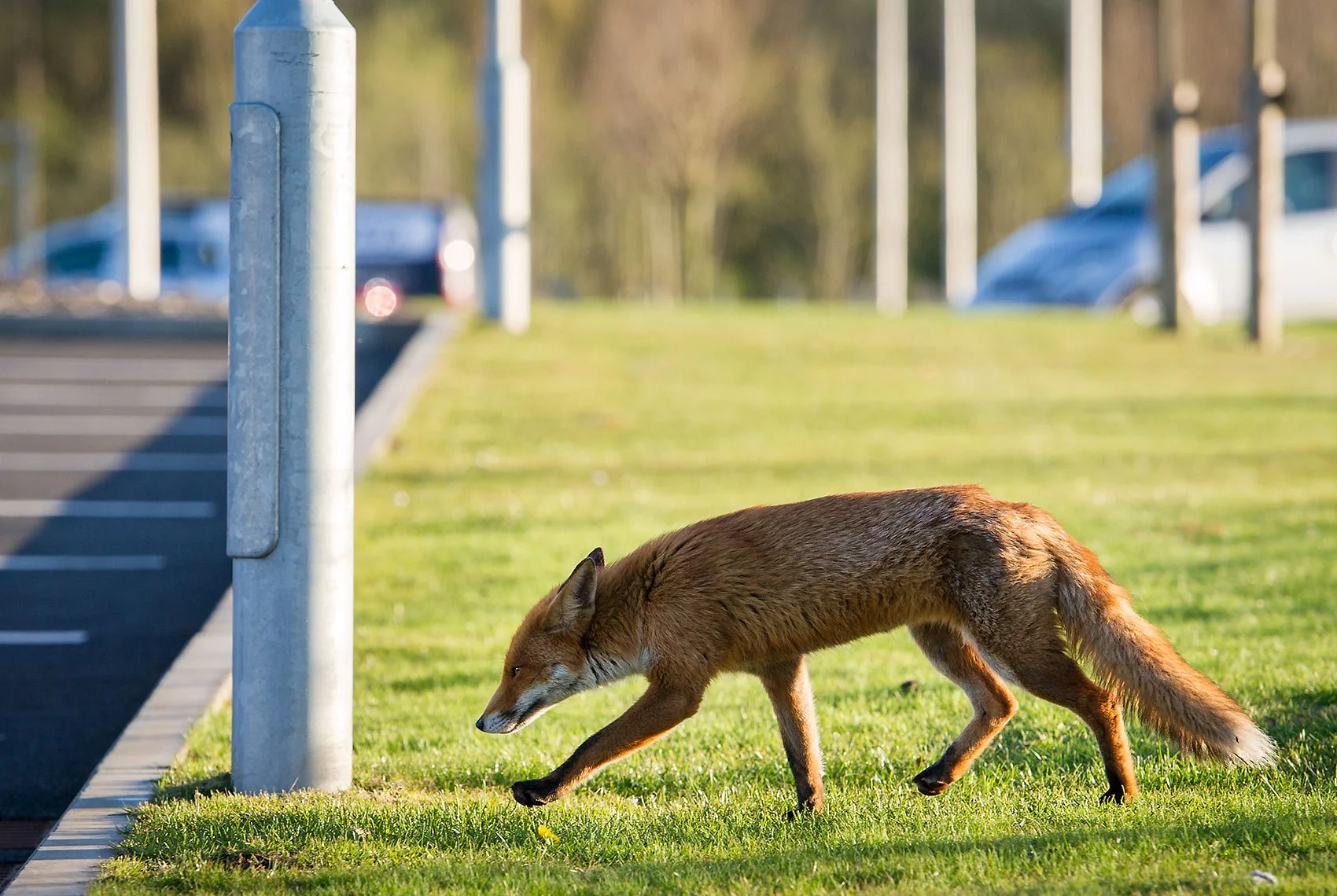 Urban fox, Glasgow.