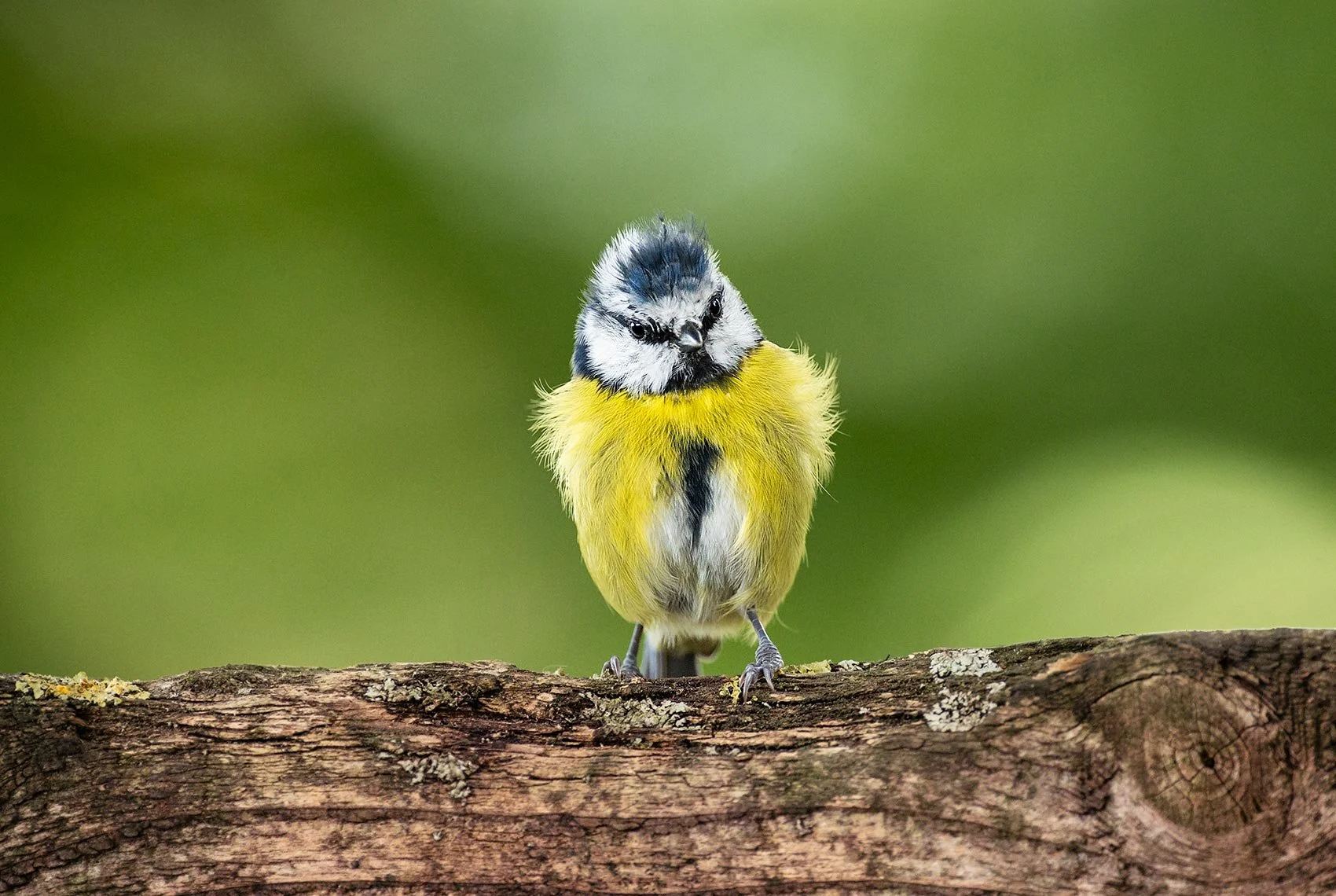 Blue-Tit-23-060-014.jpg