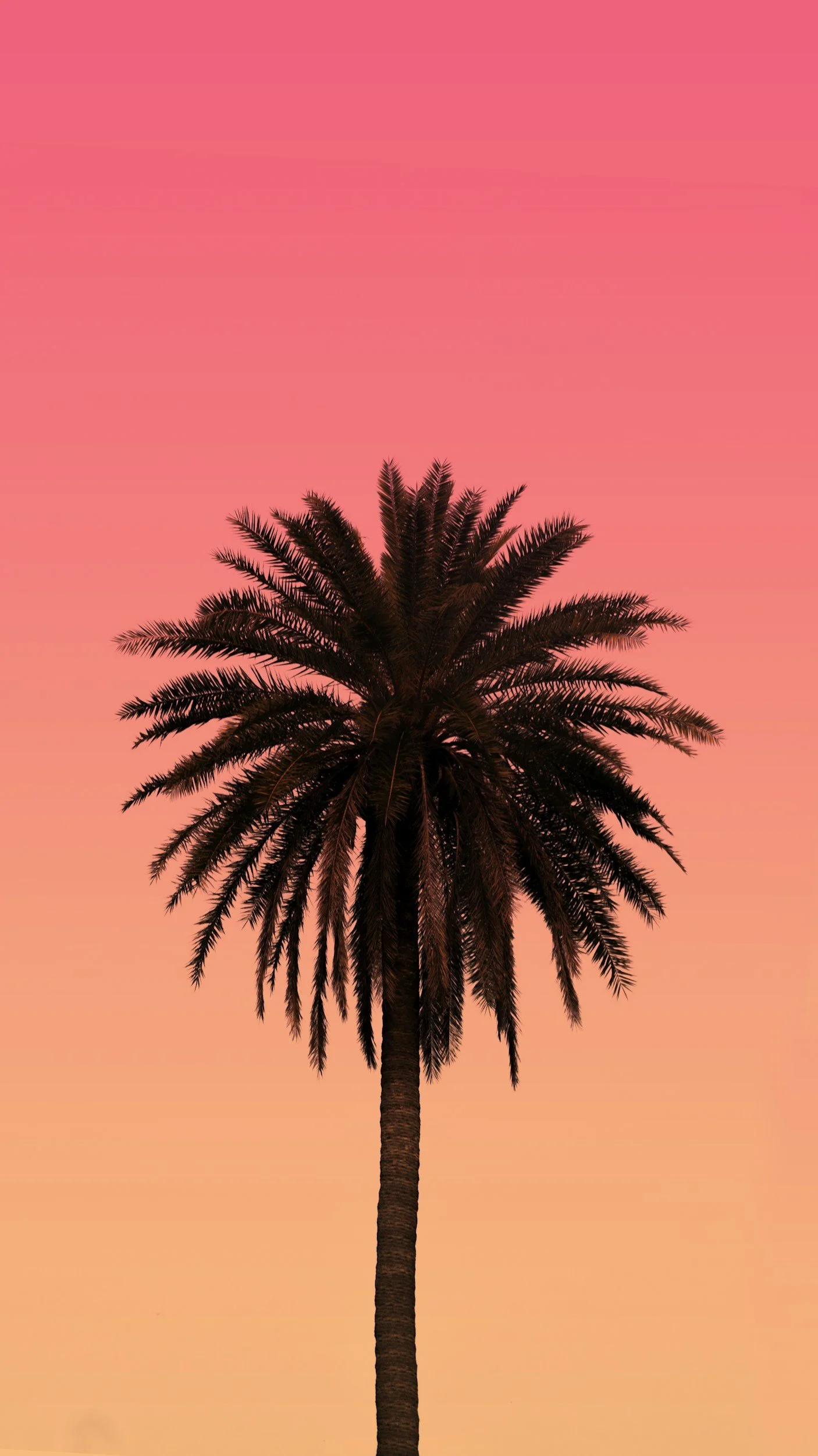 Silhouette of a tall palm tree against a pink and orange sunset sky.