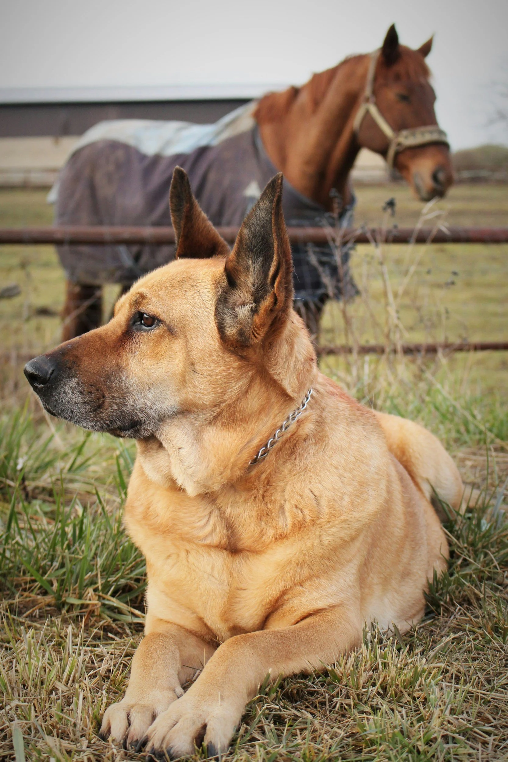 Natural animal health naturopathy support for dogs in NSW