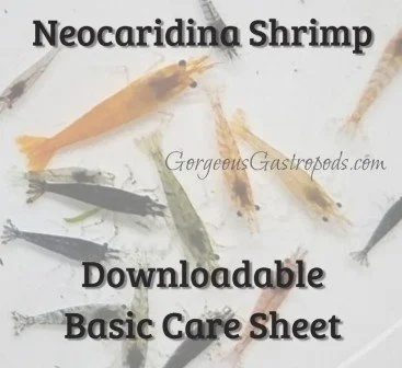 Basic Care Sheet for Neocaridina Shrimp