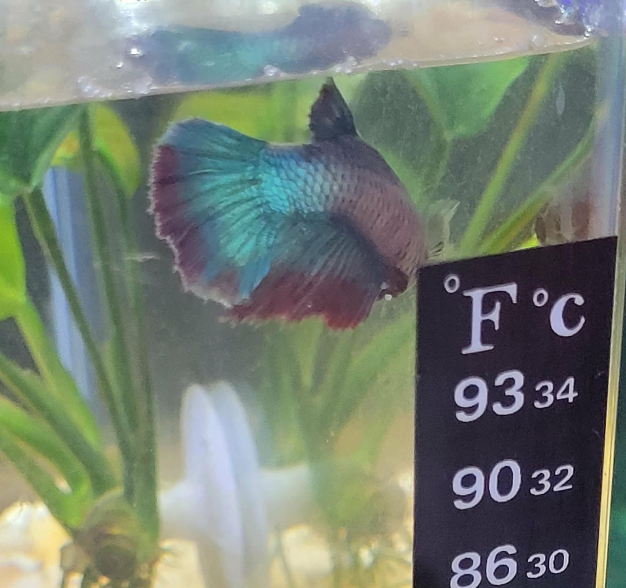 Betta Female: Unicorn/Mermaid Colors