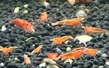 Orange Shrimp 1.jpg