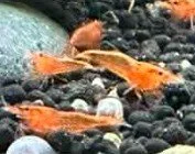 Bright Orange Shrimp ~ Neocaridina Davidi