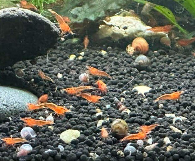 Orange Shrimp 4.jpg