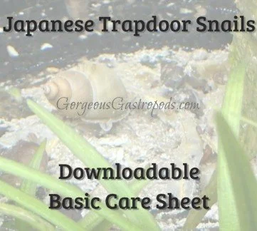 Basic Care Sheet for Japanese Trapdoor Snails