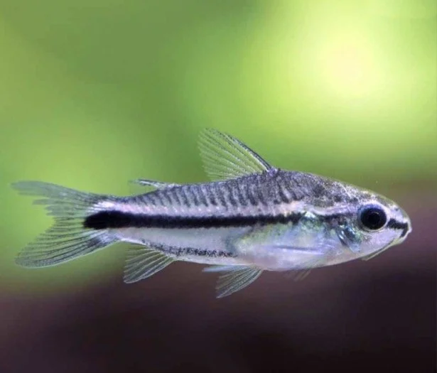 Pygmy Corydoras Catfish