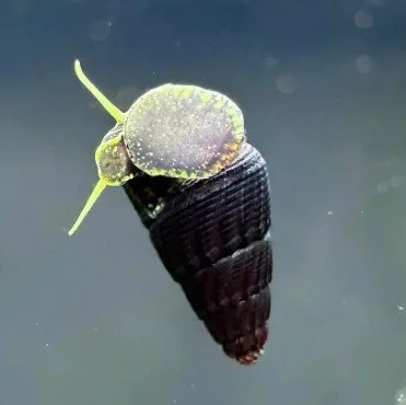 Baby Rabbit Snail 1.jpg