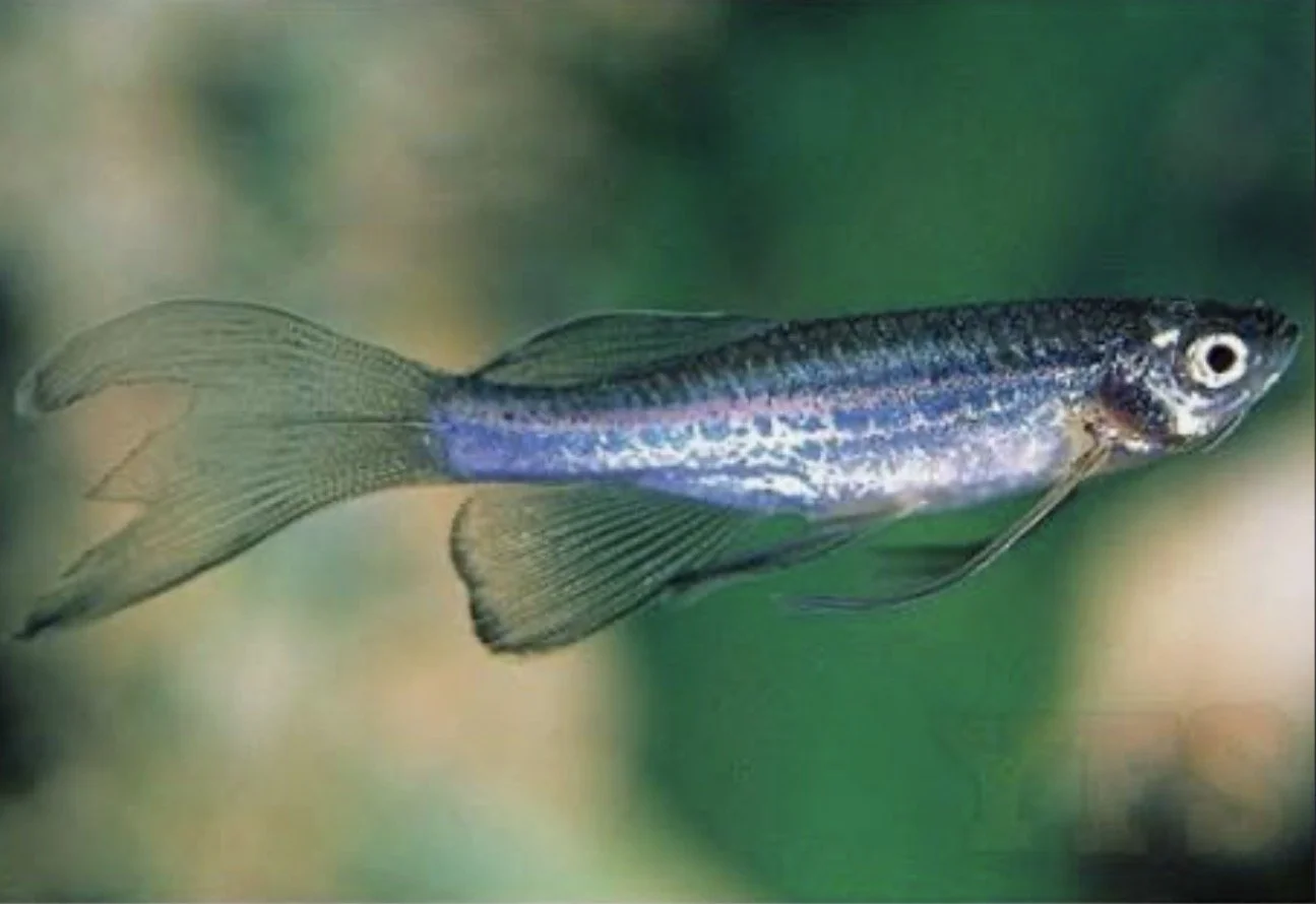 Long Fin Blue Danio