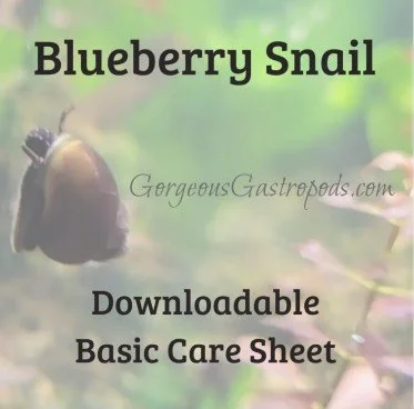 Basic Care for Blueberry Snails