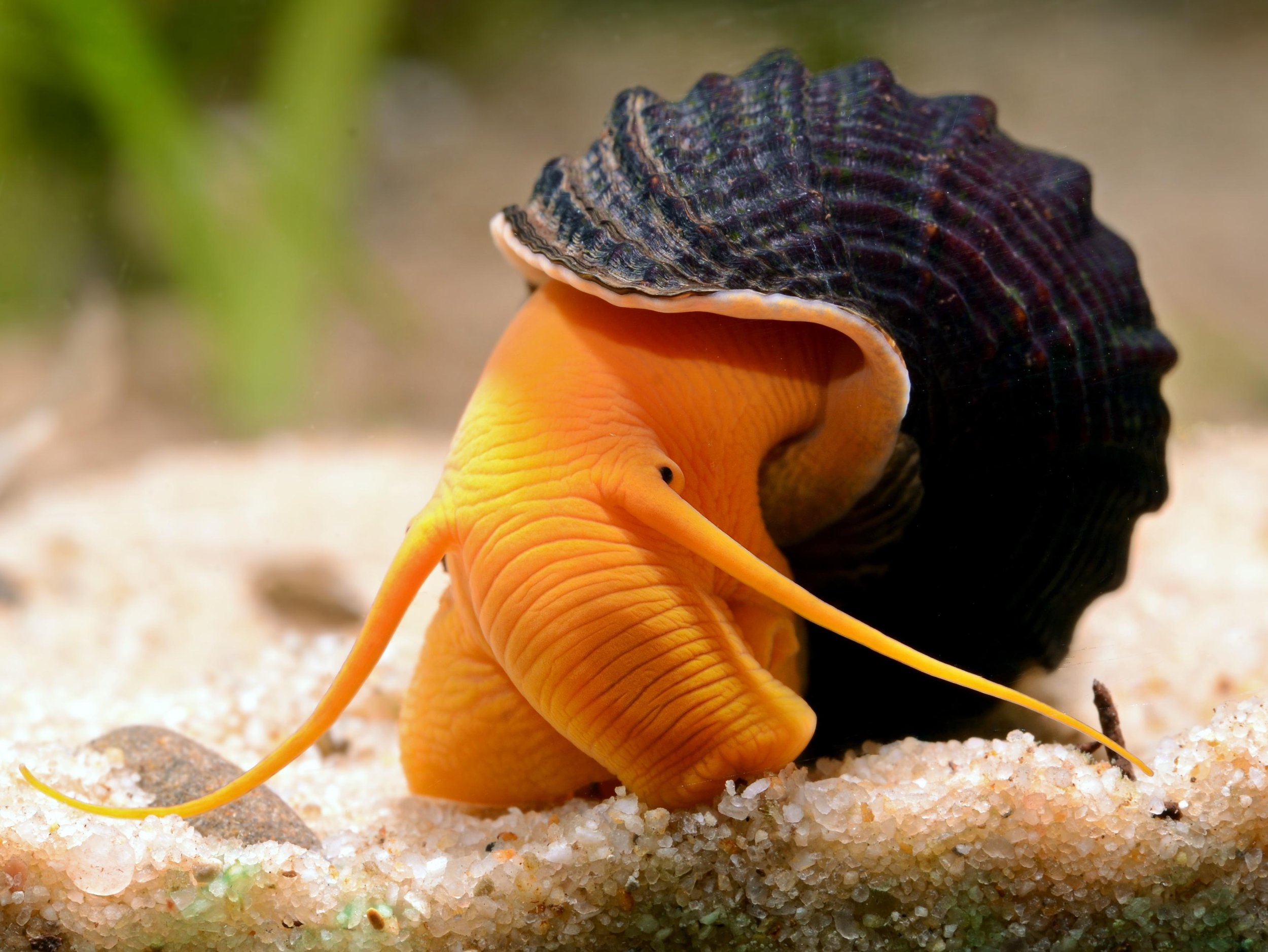rabbit snail.jpg