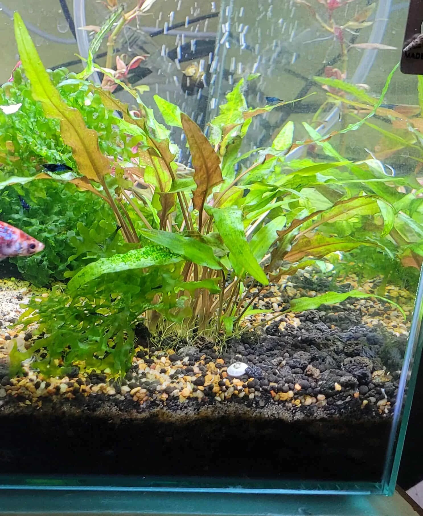 Cryptocorine Wendtii