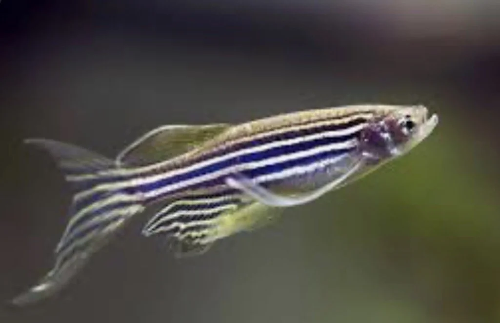 Long Fin Zebra Danio