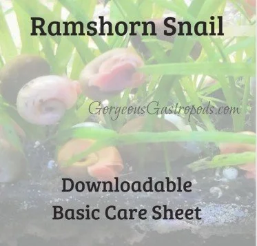 Basic Care Sheet for Ramshorn Snails