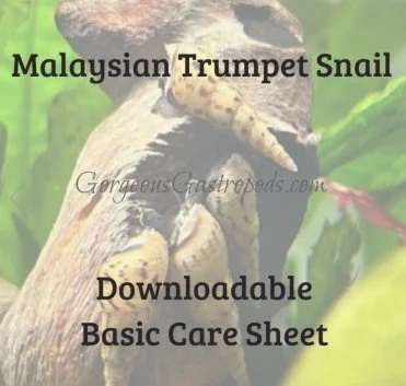 Basic Care Sheet for Malaysian Trumpet Snails