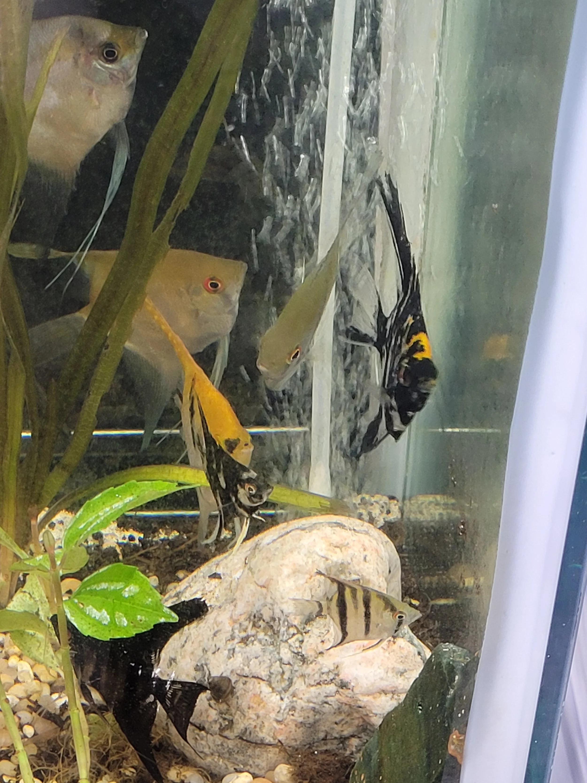 Angelfish: Large