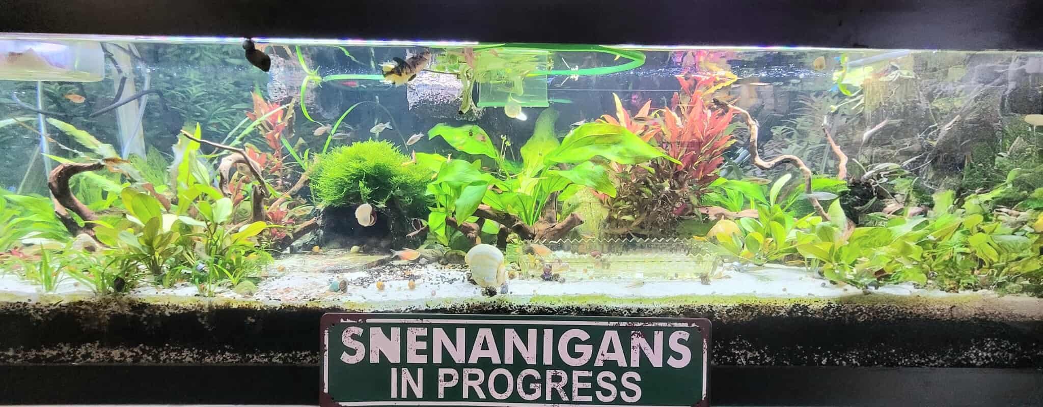 Consultation with Morgan and/or Sara