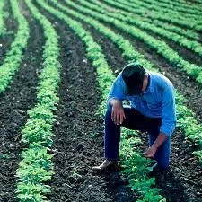 Farmer inspecting row crops in a field of green plants