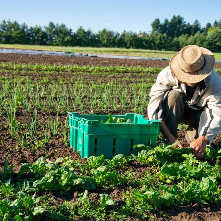 Farmer kneeling in a field of leafy greens, harvesting crops with a large straw hat and light-colored jacket, blue sky, and rows of crops extending into the distance.