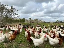 A group of chickens on a farm with cloudy skies overhead.