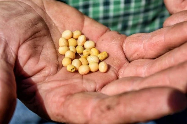 Close-up of a person's hand holding small, round, yellow seeds or nuts.
