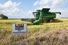 Green rice harvesting machine in a field with a sign for LSU AgCenter Rice Demonstration.