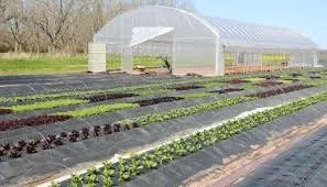 A large greenhouse in a field with multiple rows of leafy vegetables growing in the foreground.