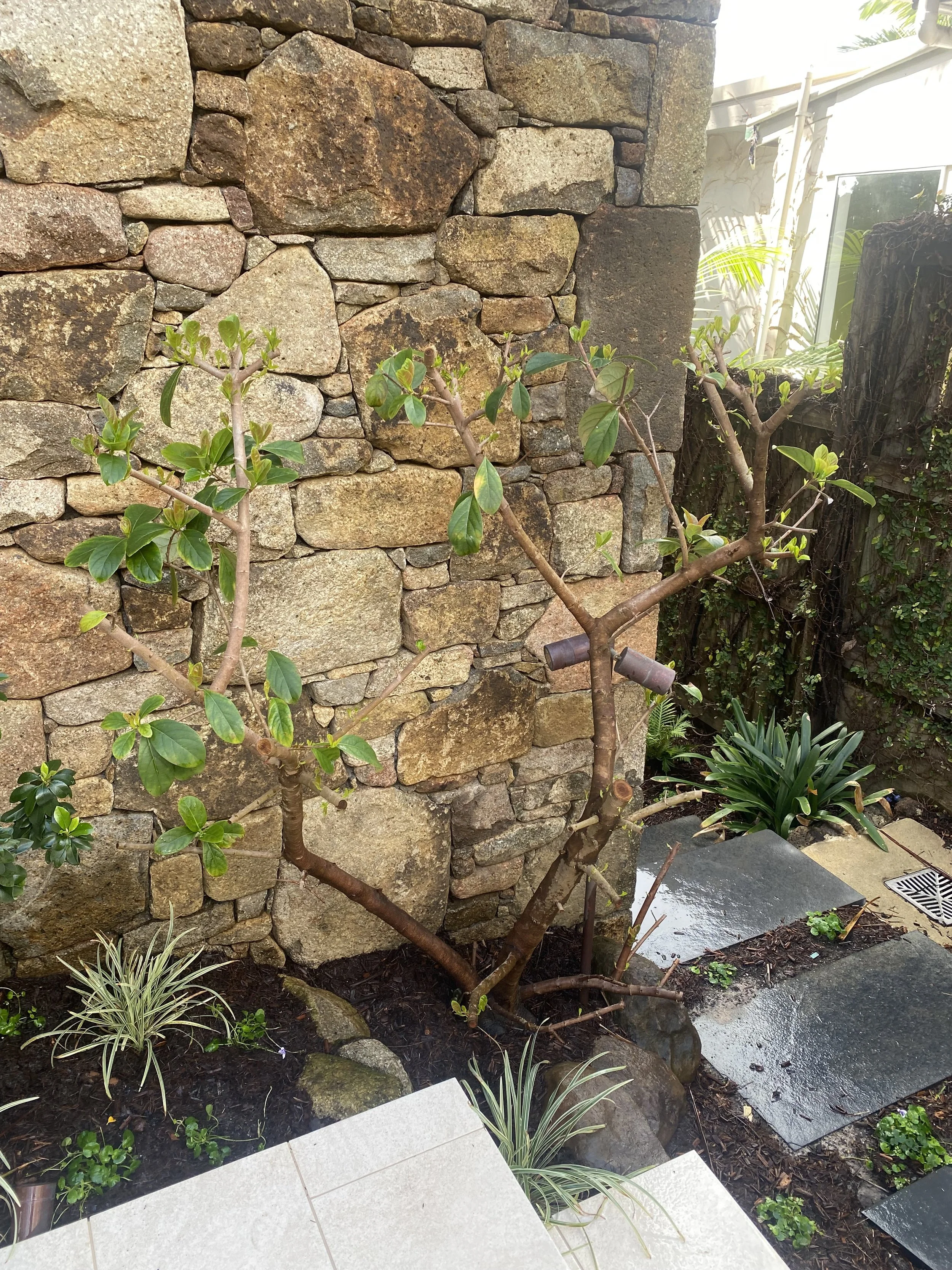 Contemporary Australian native garden design in Ballina, featuring hardy coastal plants and sandstone pathways.