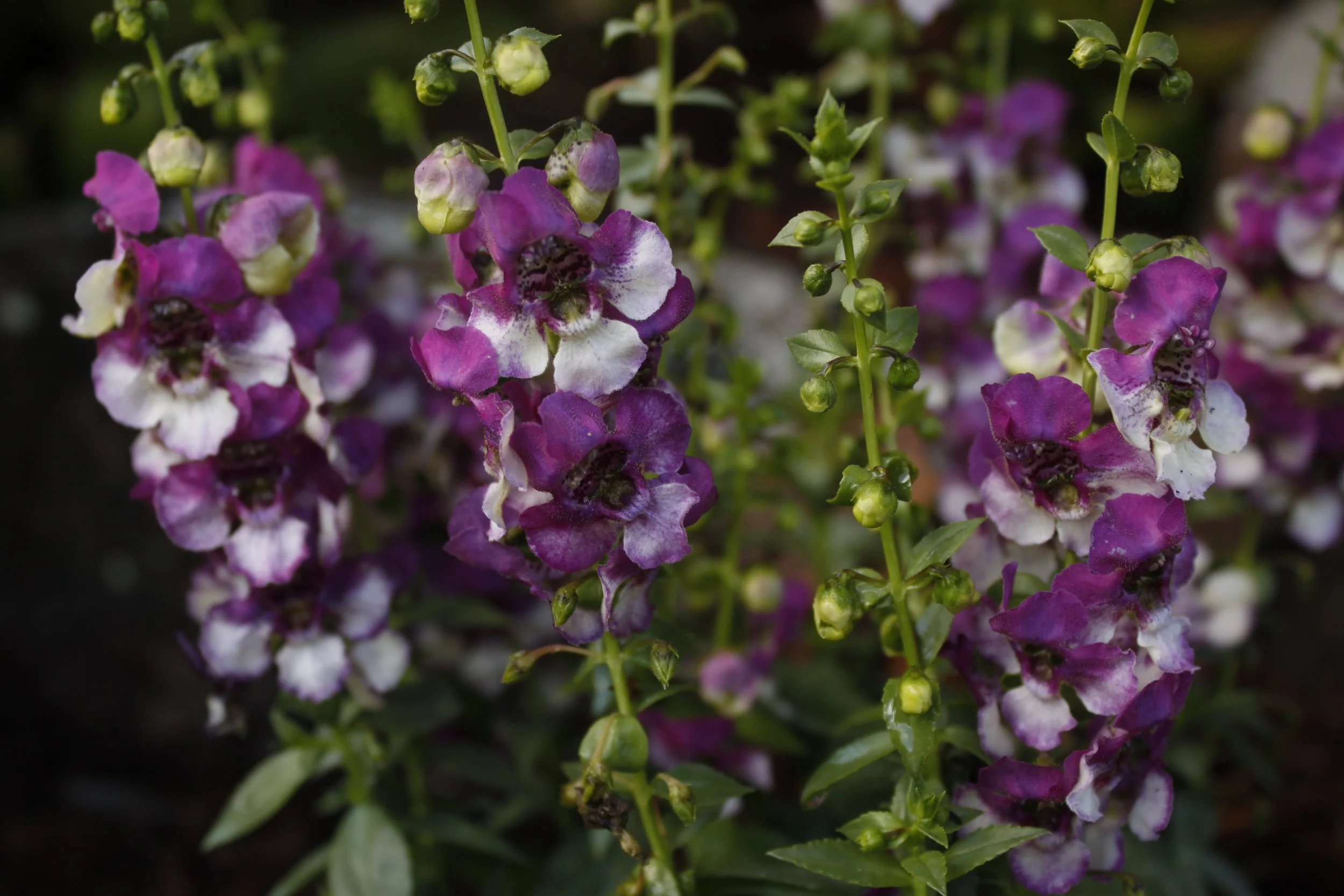 Close-up of tall flowering plants with purple and white blossoms.