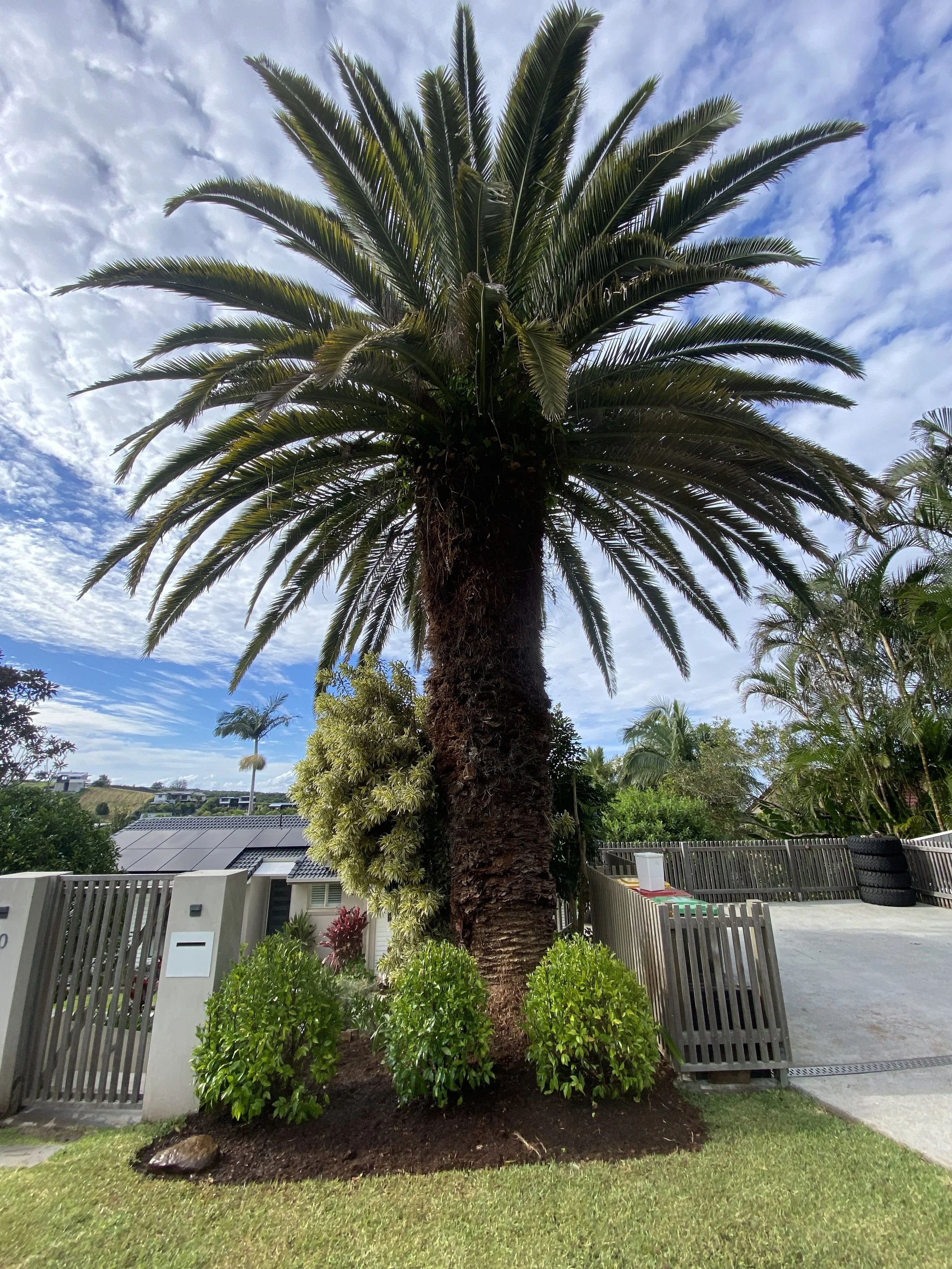 New garden planting in Byron Bay with hardy native species for sandy soils and coastal wind.
