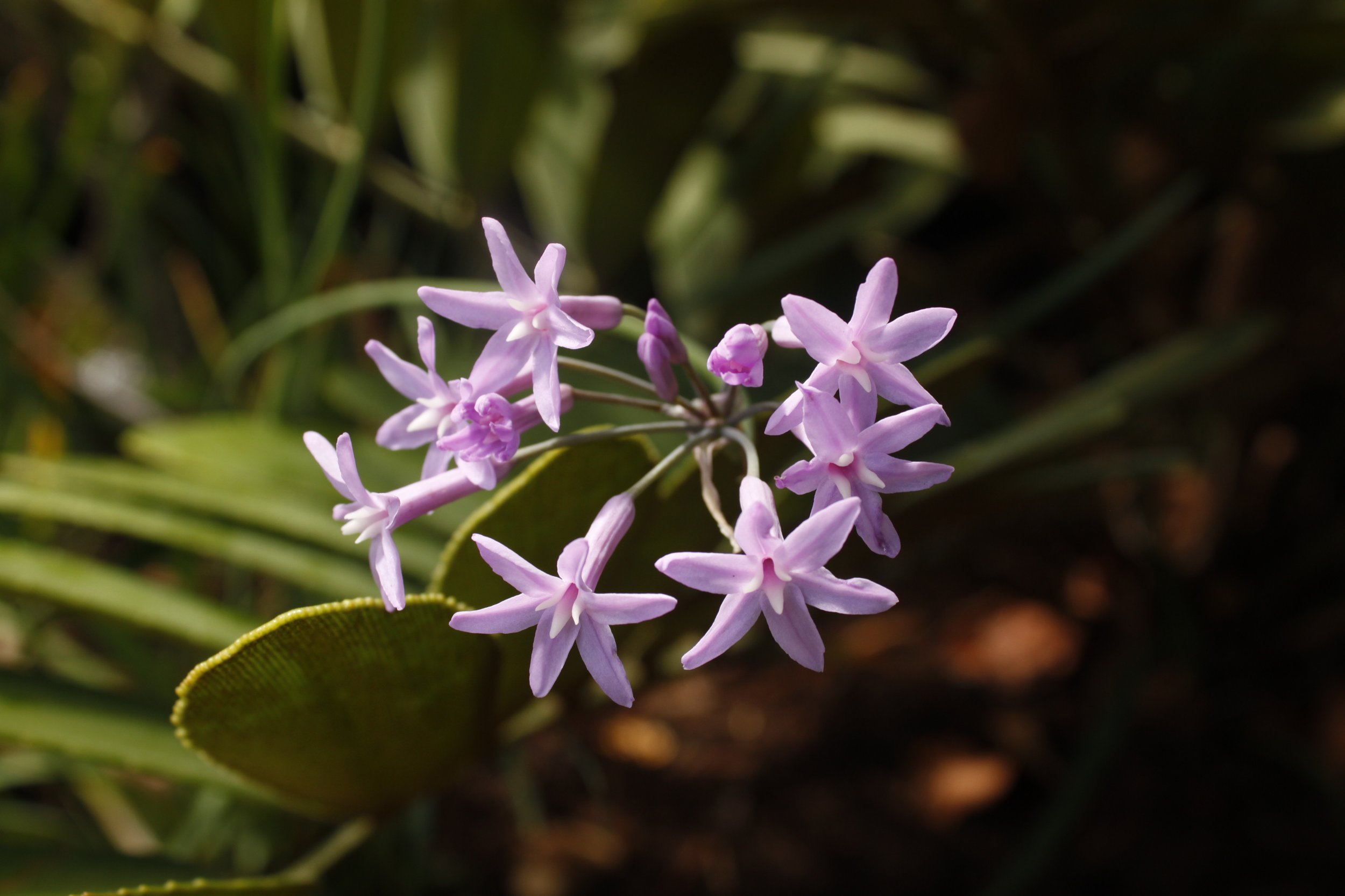 Pinkish-purple star-shaped flowers blooming on a plant with green leaves in the background.