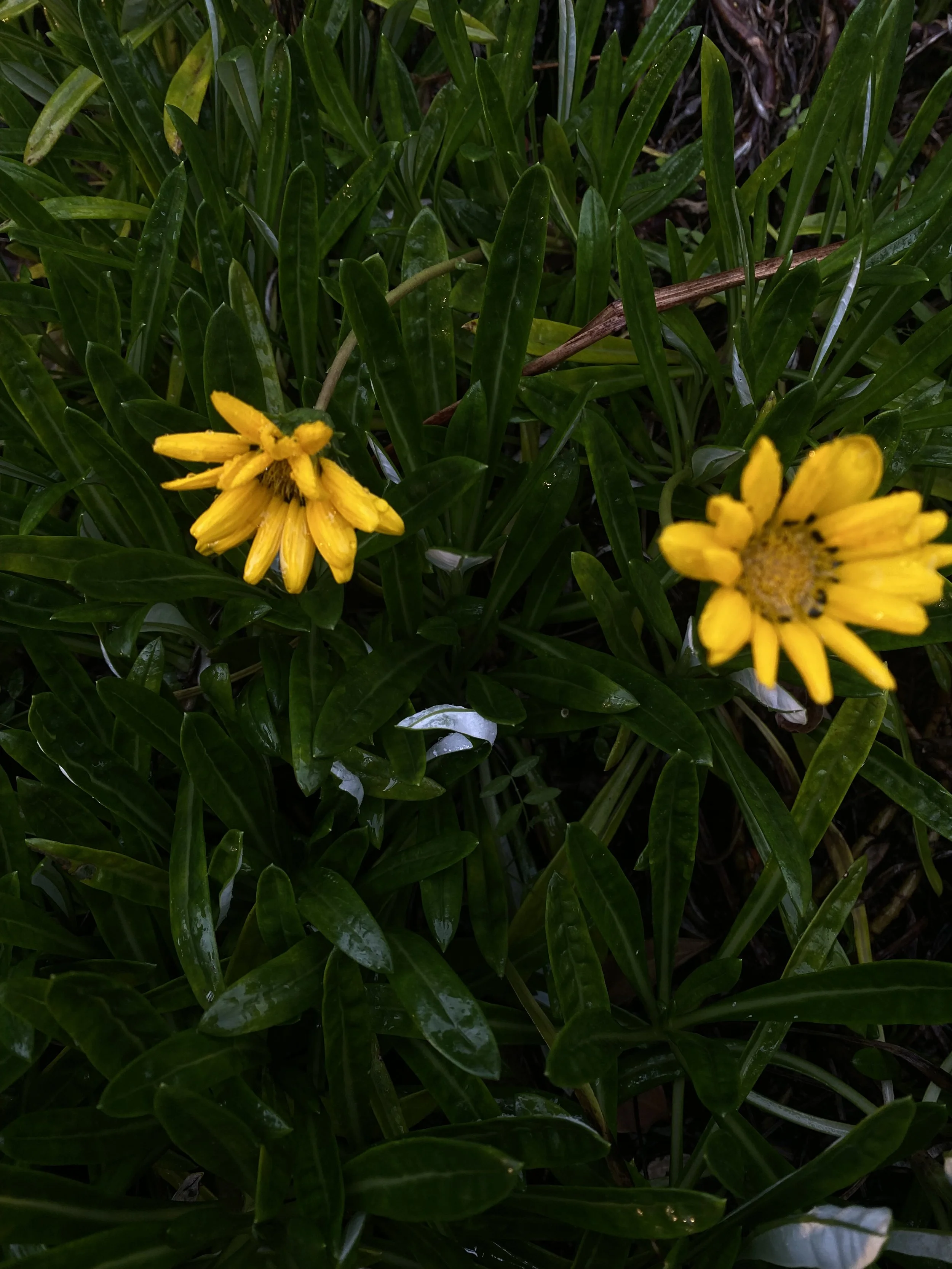 IMG_0676.jpeg