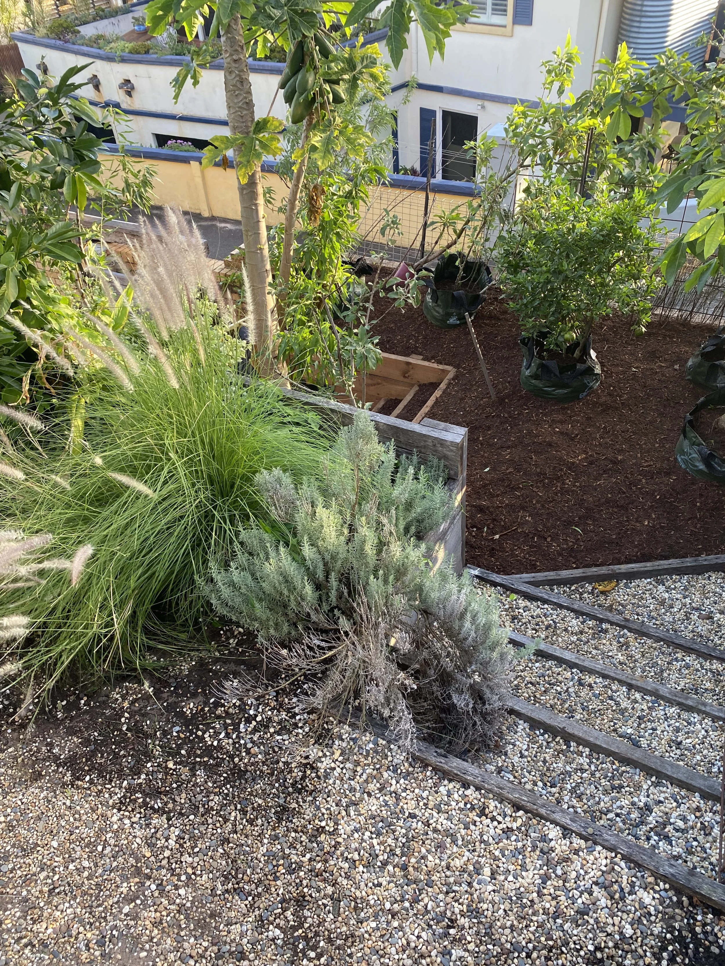 Irrigation system installation for Northern Rivers garden with water-efficient drip lines.